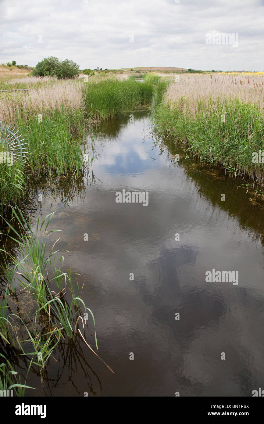Drainage channel, RSPB Reserve, Rainham Marshes, Essex, England Stock Photo