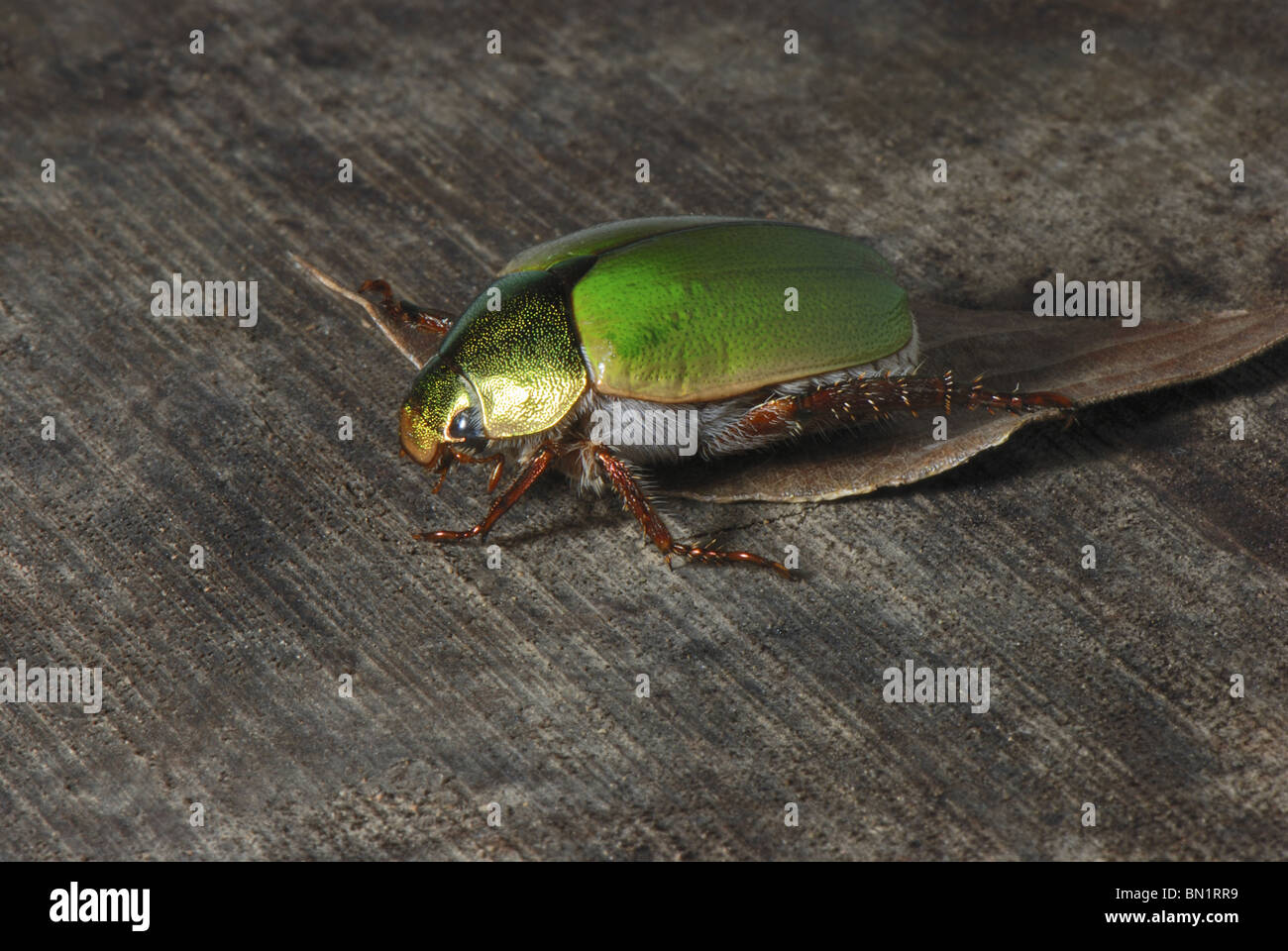 jewel bug (Scutelleridae) Stock Photo