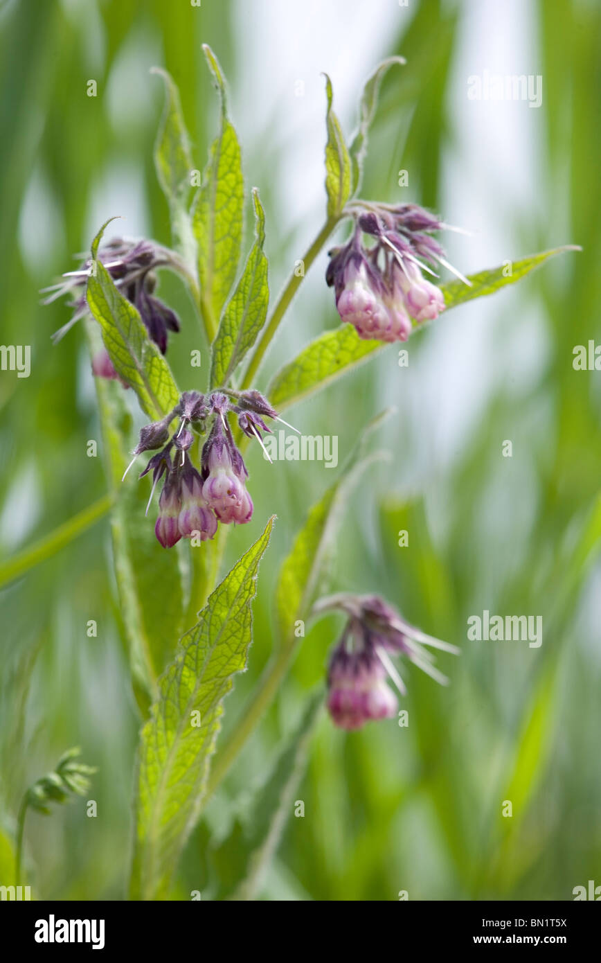 Comfrey Symphytum officinale Flowering Plants Dorset, UK Stock Photo