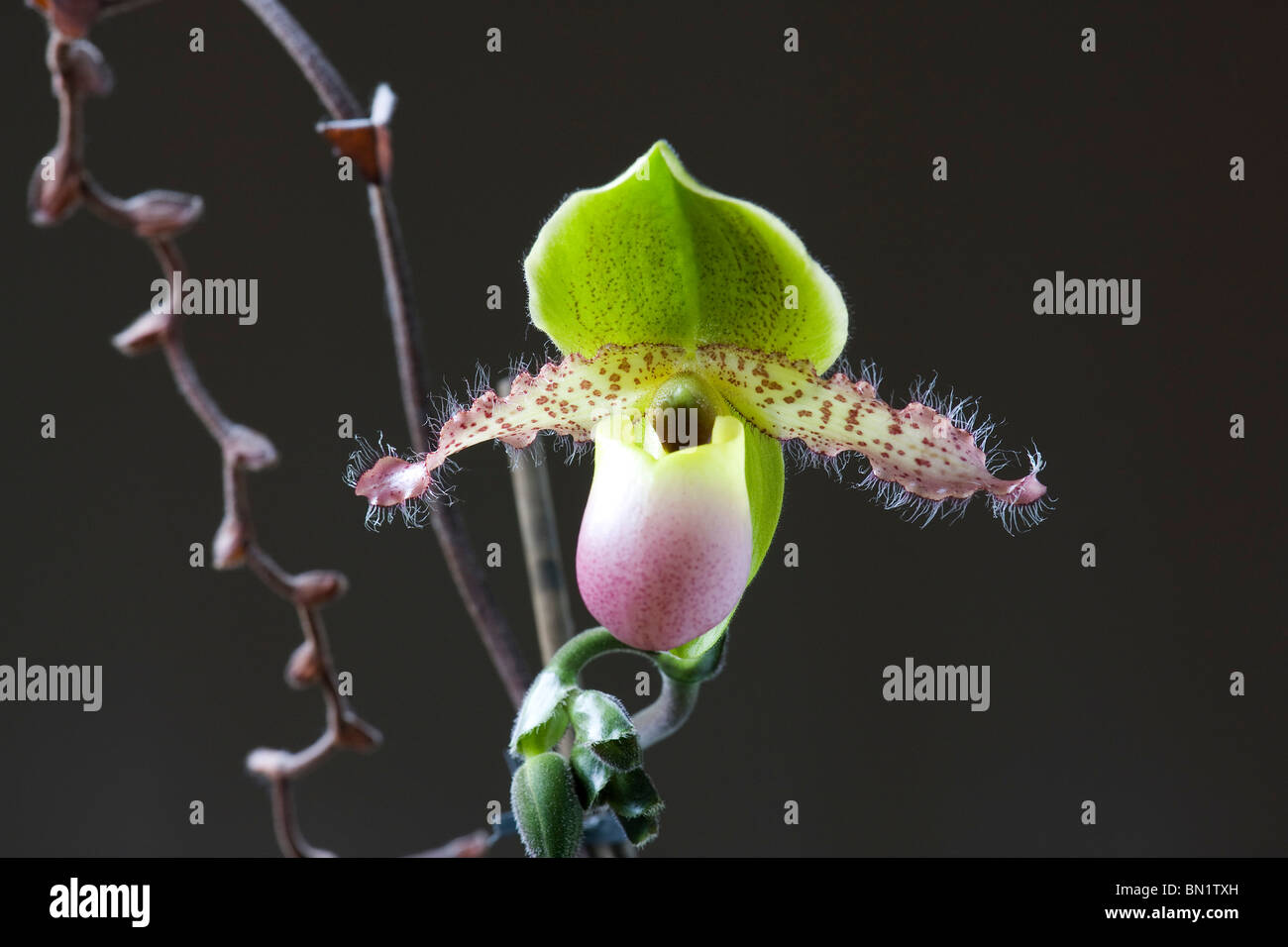 The flower of the Paphiopedilum appletonianum. Stock Photo
