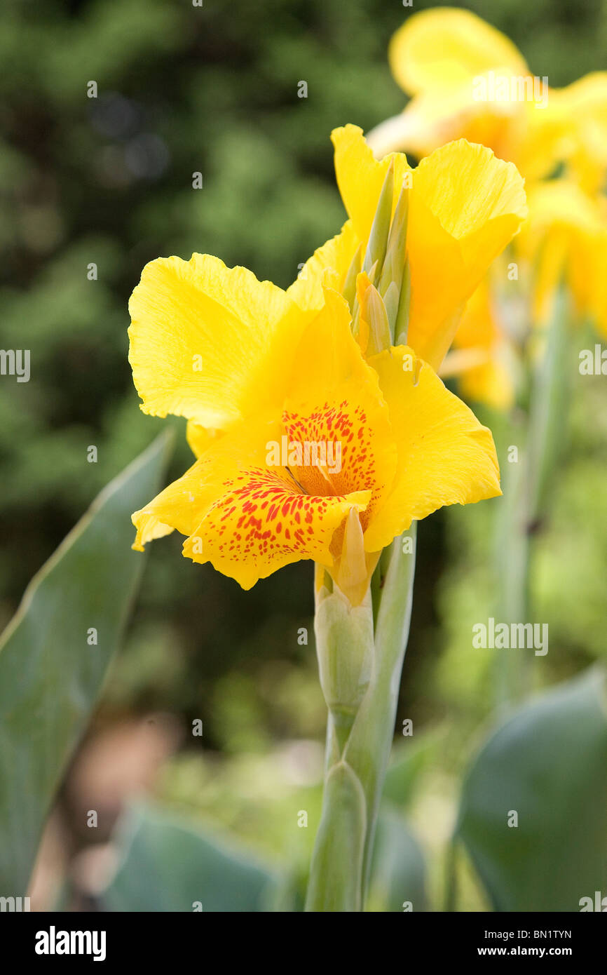 Yellow Flower, Vietnam Stock Photo
