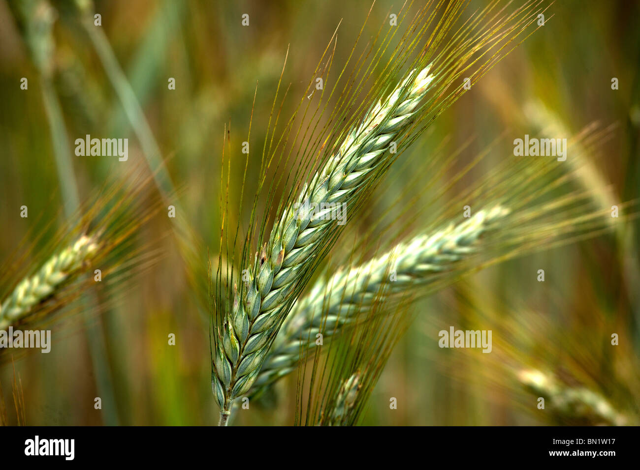 Wheat field in the Dordogne, France. Stock Photo