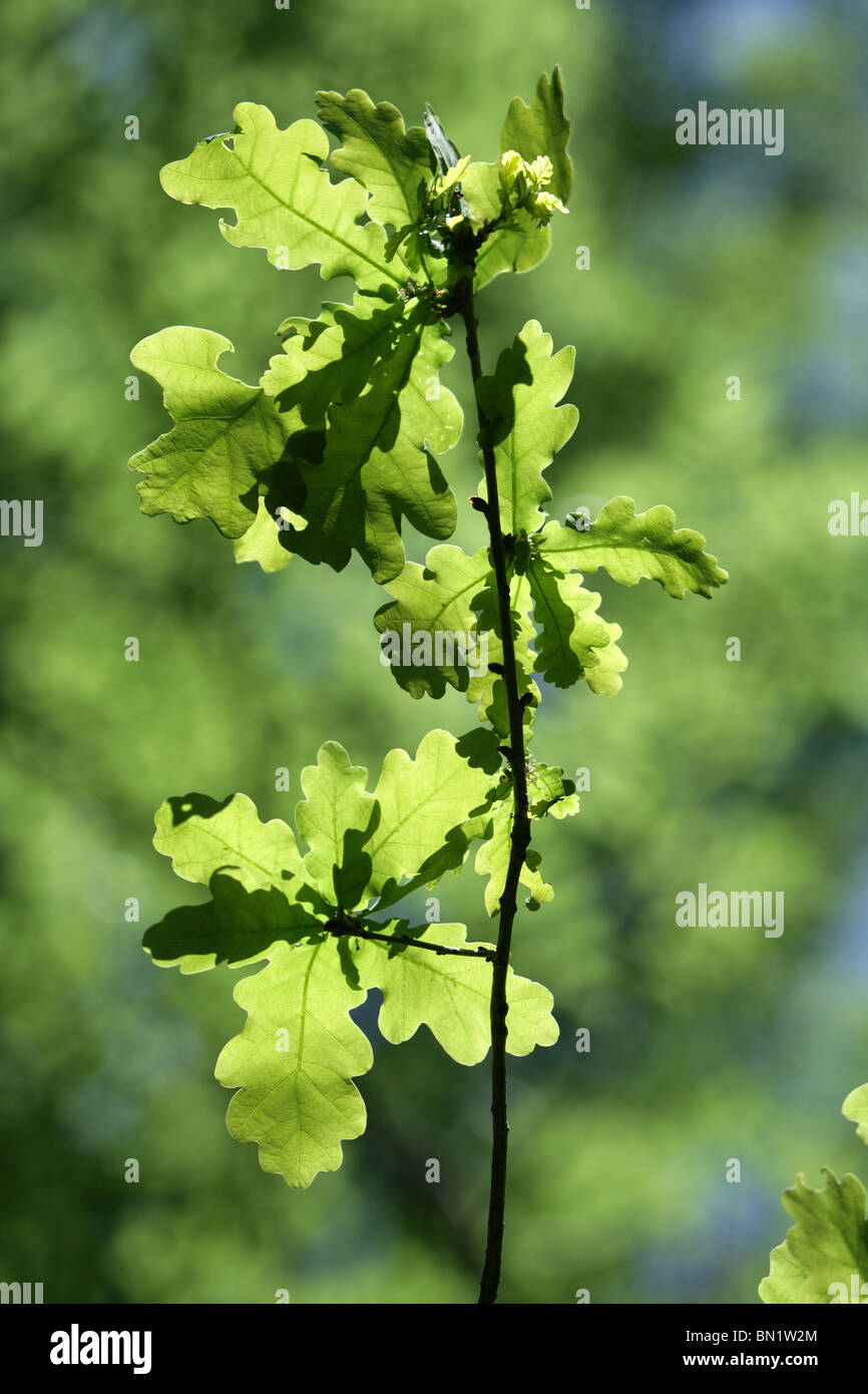 Oak Leaves Quercus robur Spring, UK Stock Photo