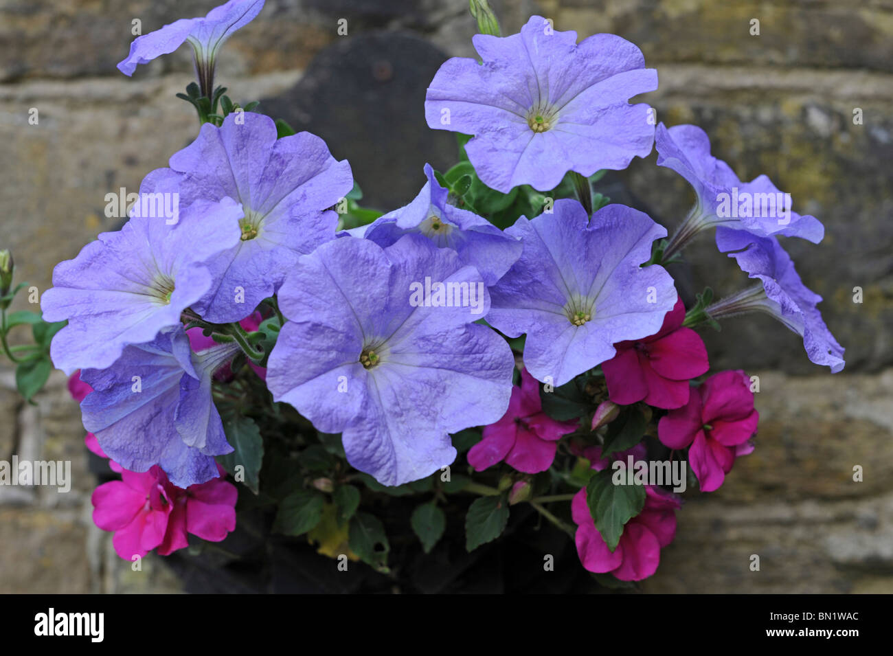 Blue Petunias in a wall planter Stock Photo