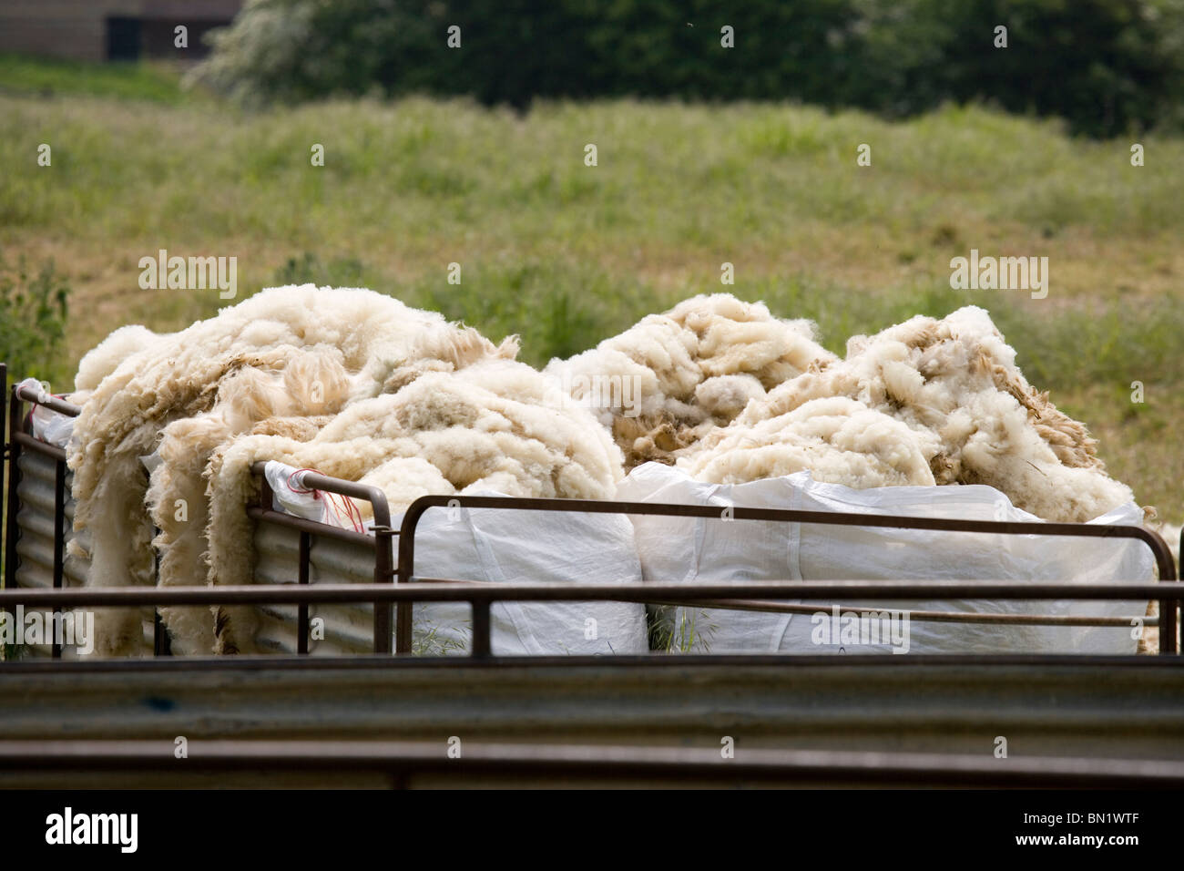 Sheep Shearing Trough of sheep skin UK Stock Photo Alamy