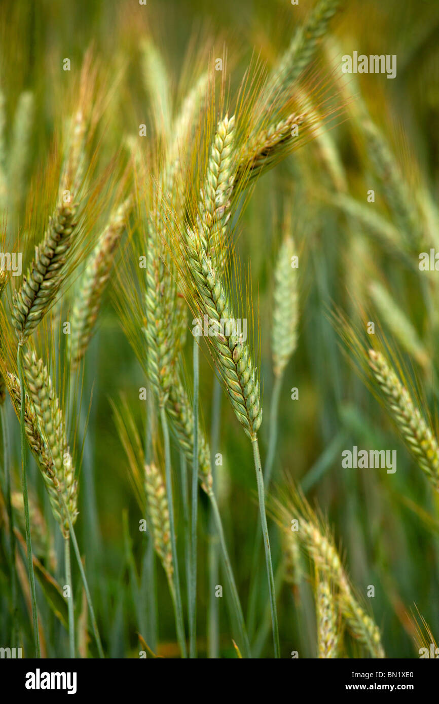 Wheat field in the Dordogne, France. Stock Photo