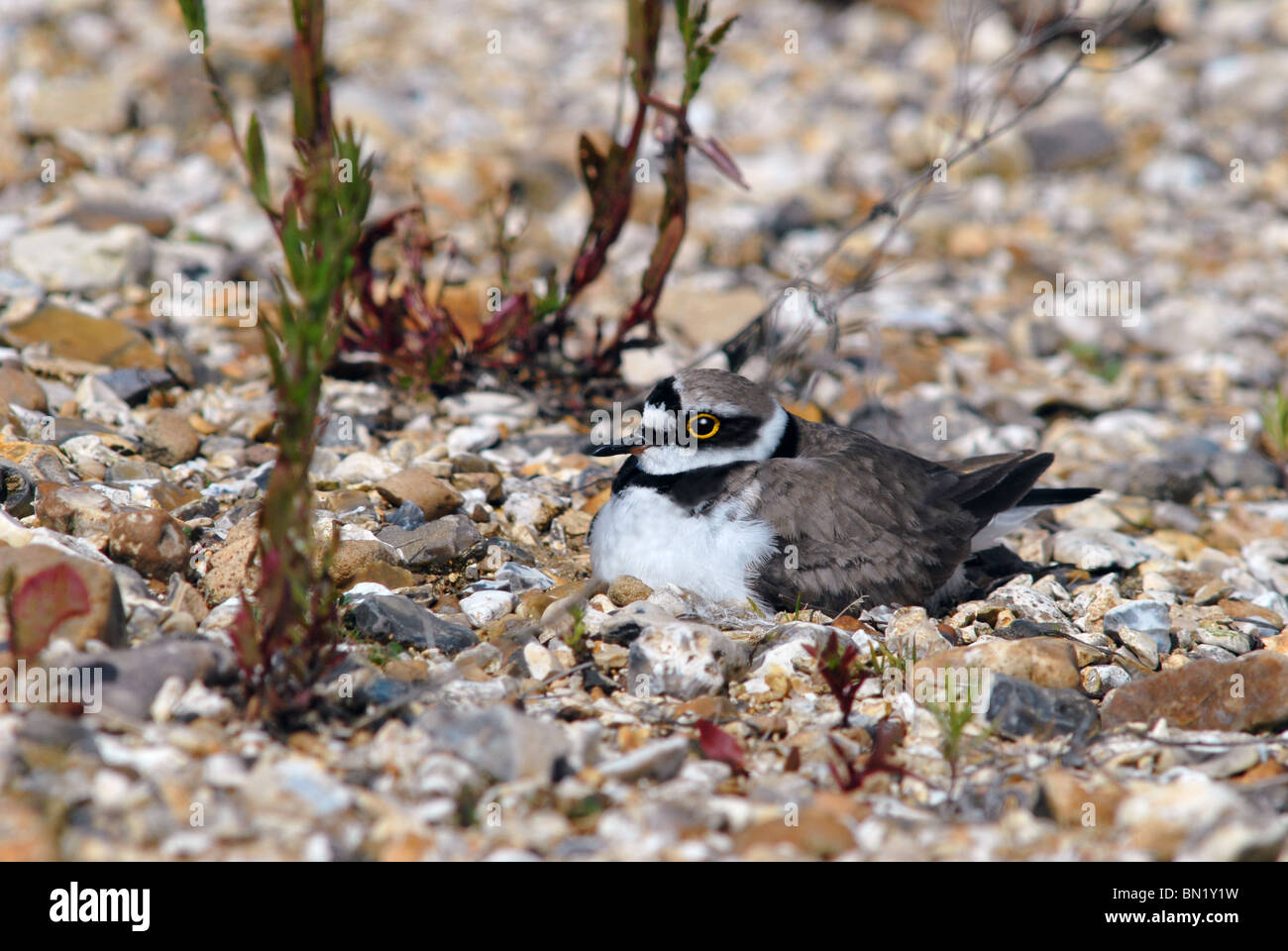 Common Ringed Plover Pictures and Photos - Photography - Bird | Wildlife |  Nature - Christopher Taylor