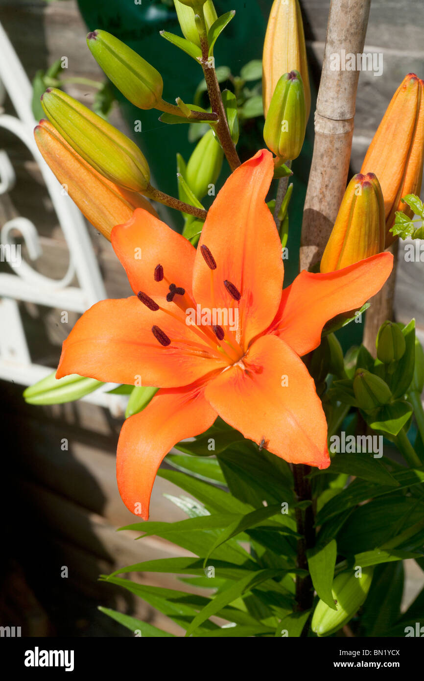 Orange lilies Stock Photo Alamy