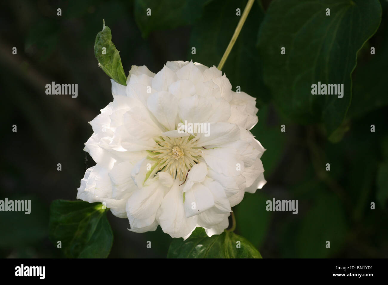Clematis Duchess of Edinburgh Stock Photo Alamy