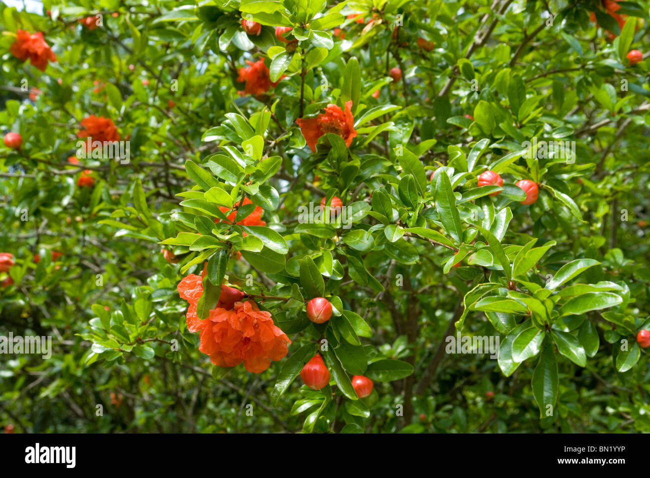 Flowers and buds of a Pomegranate tree (Punica granatum). Boutons et fleurs de Grenadier (Punica granatum). Stock Photo