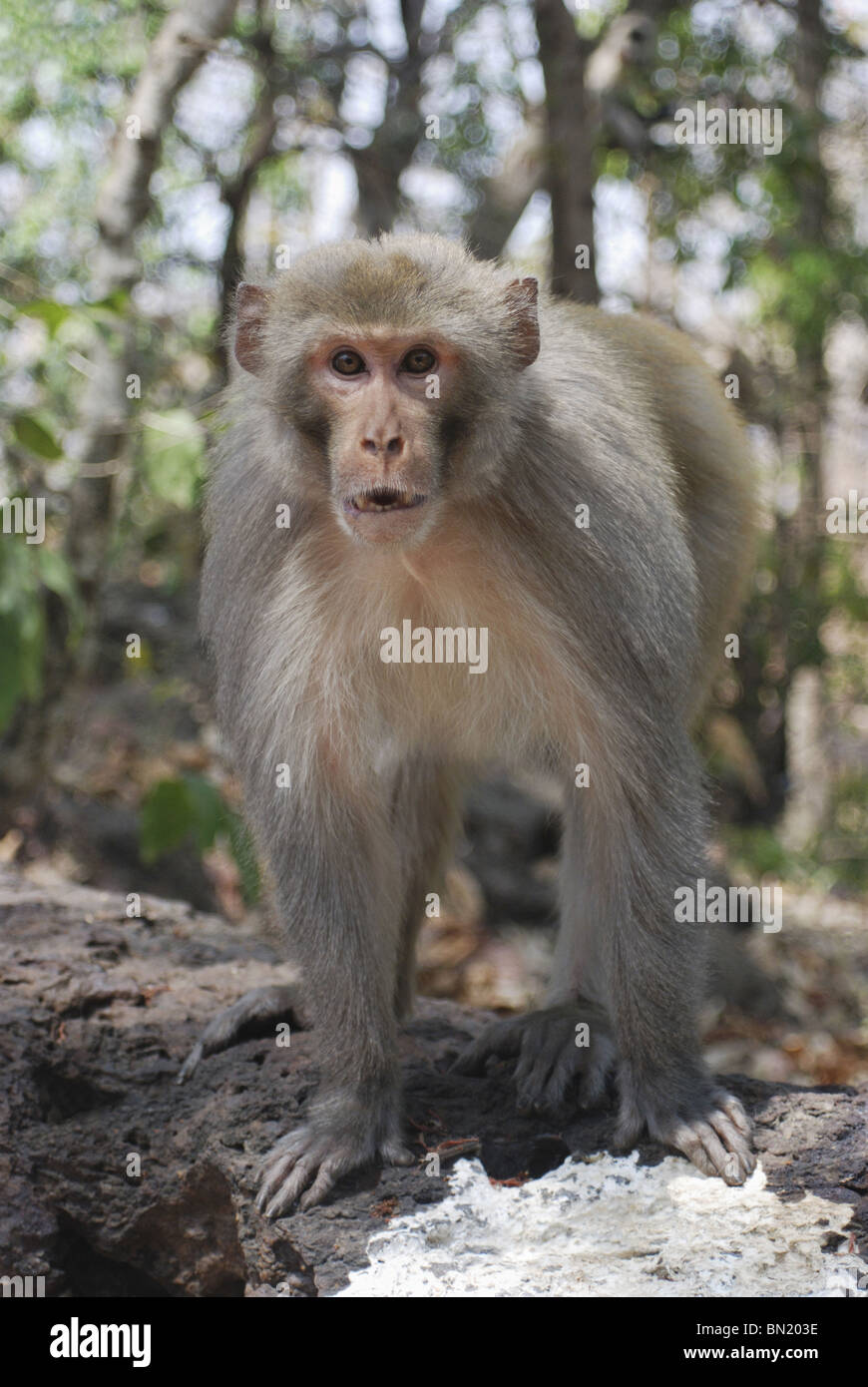 Rhesus macaque or Rhesus monkey (Macaca mulatta) alpha male of troop in threatening posture Stock Photo