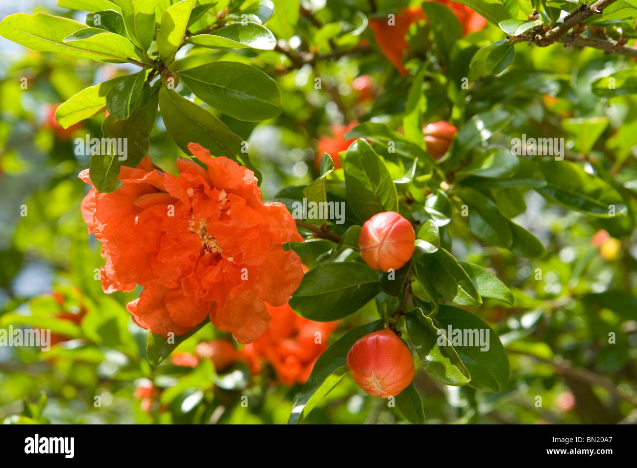 Flowers and buds of a Pomegranate tree (Punica granatum). Boutons et fleurs de Grenadier (Punica granatum). Stock Photo