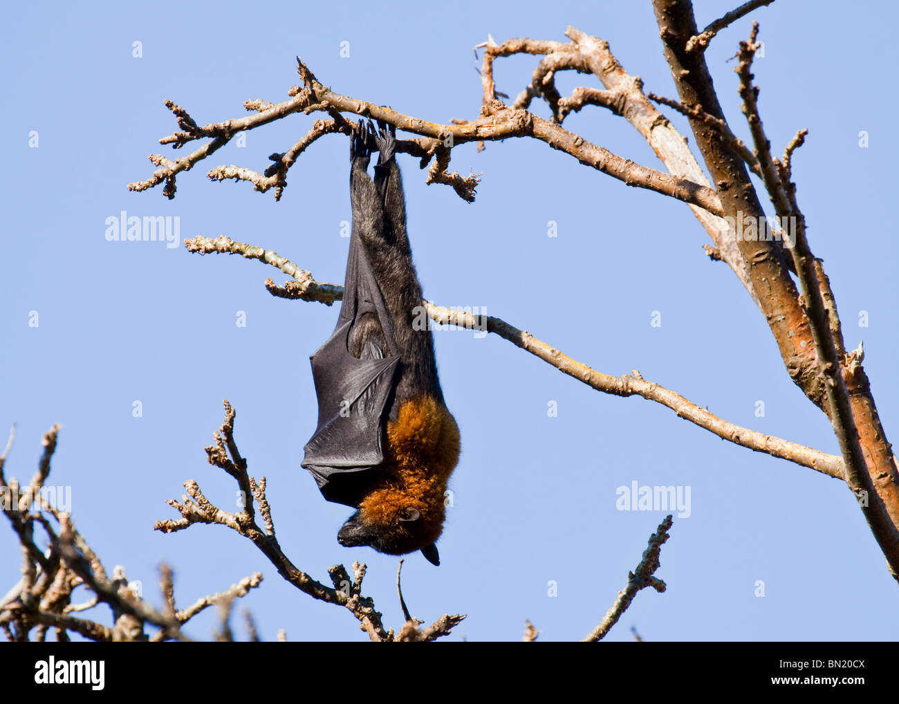 Fruit bat perched on tree roosting during the day time in the Royal