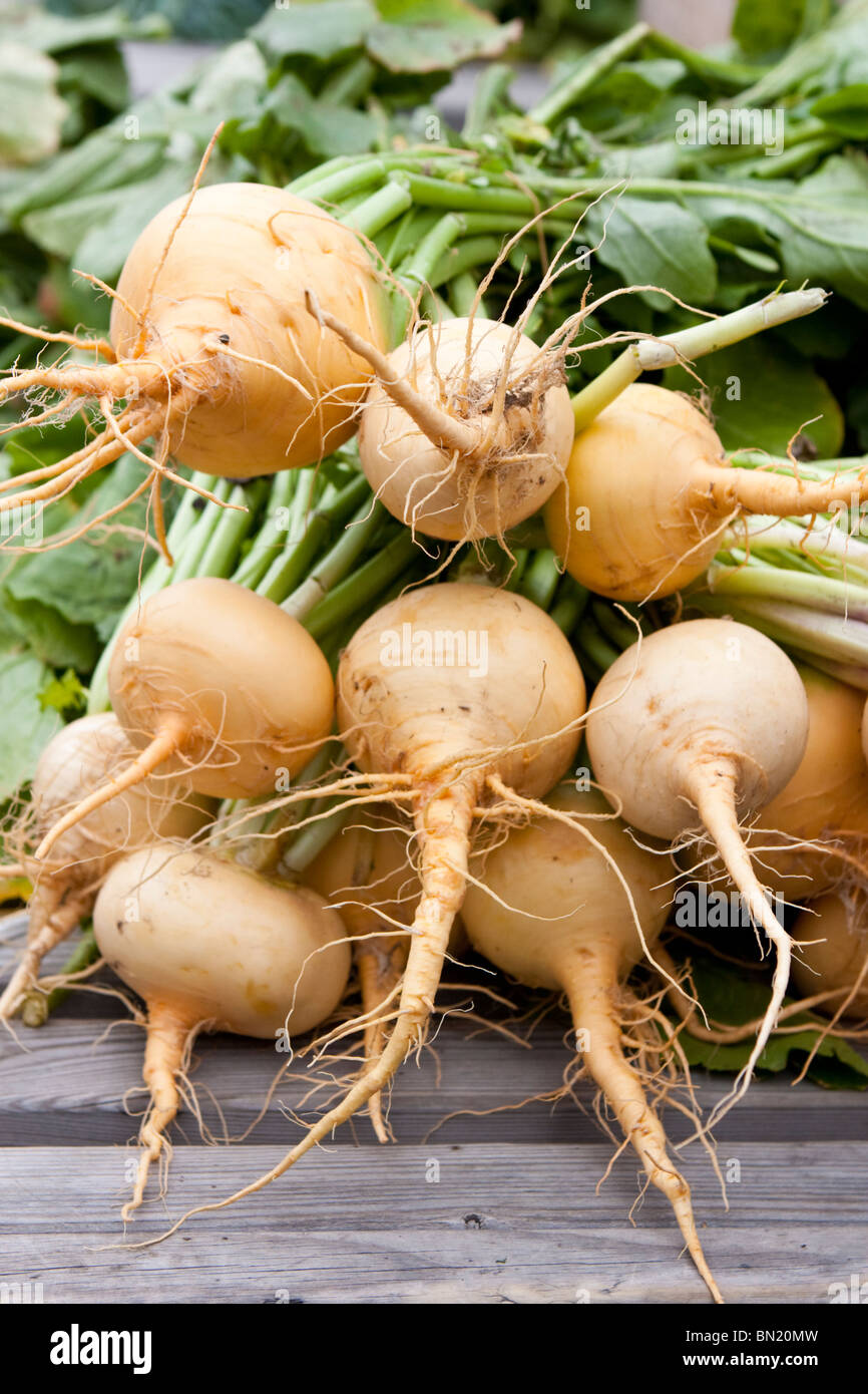 Several Turnip Bunch of turnips Stock Photo - Alamy
