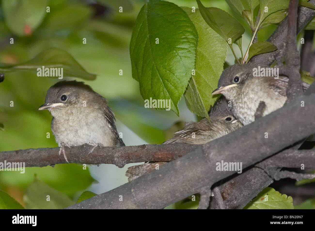 House Wren chicks immediately after fledgling Stock Photo Alamy