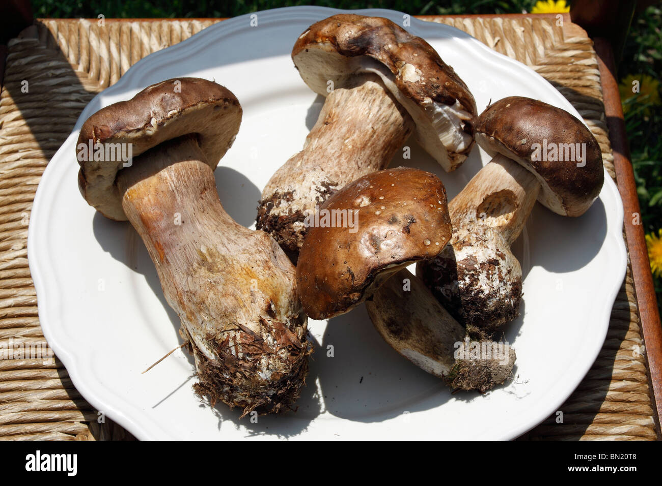 Bolete porcini hires stock photography and images Alamy