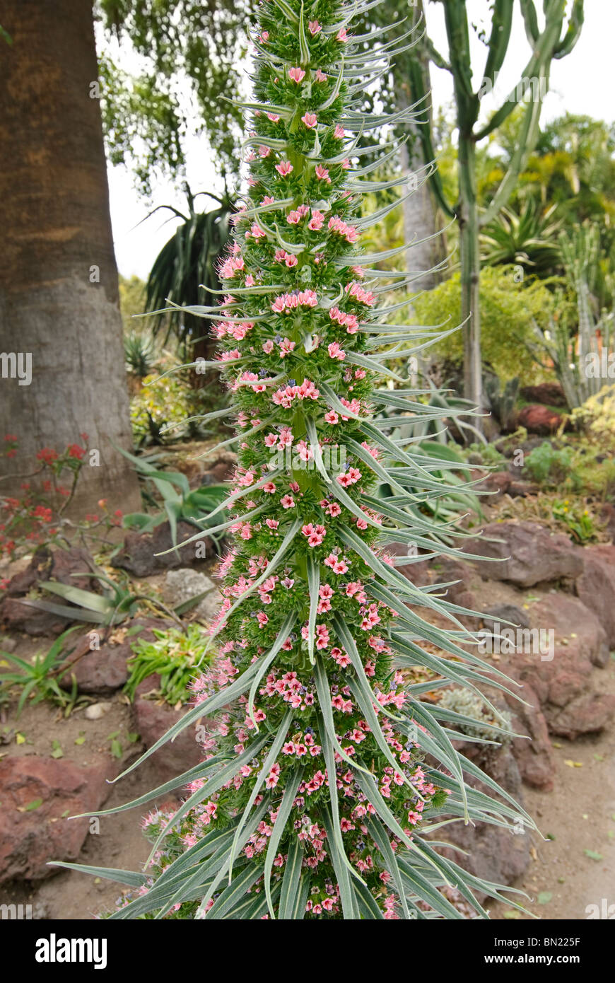 The Tower of Jewels plant, Echium wildpretii is an herbaceous biennial