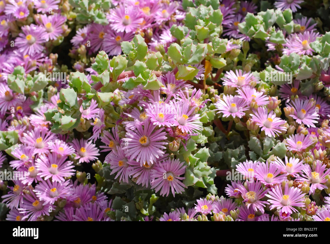 Lampranthus piquetbergensis, is an ice plant succulent in the family Aizoaceae. Spectacularly colorful blooms cover the plant. Stock Photo