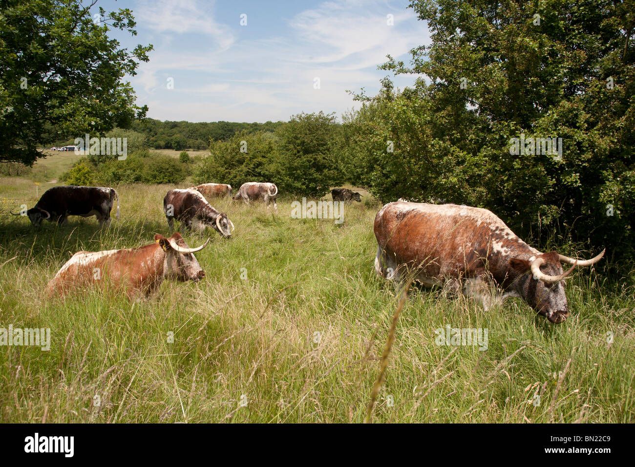 Longhorn Cattle grazing Chingford Plain Epping Forest Essex GB UK Stock Photo