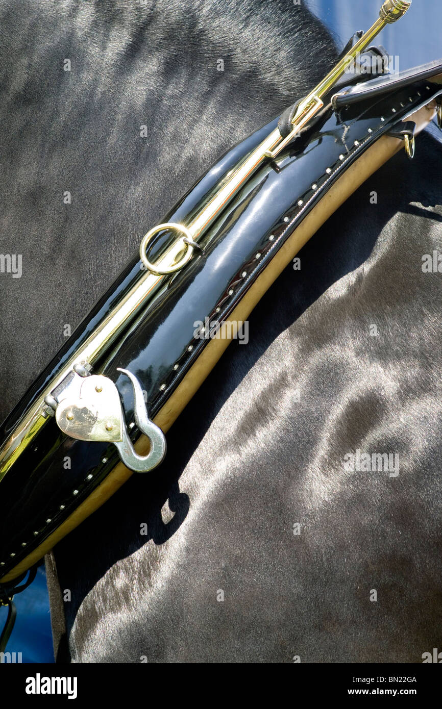 Close up of Shire horse neck with shiny coat and brass and leather