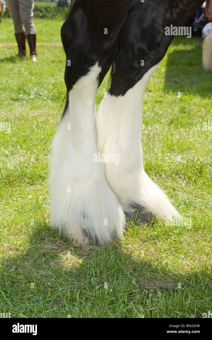 Horse feet hires stock photography and images Alamy