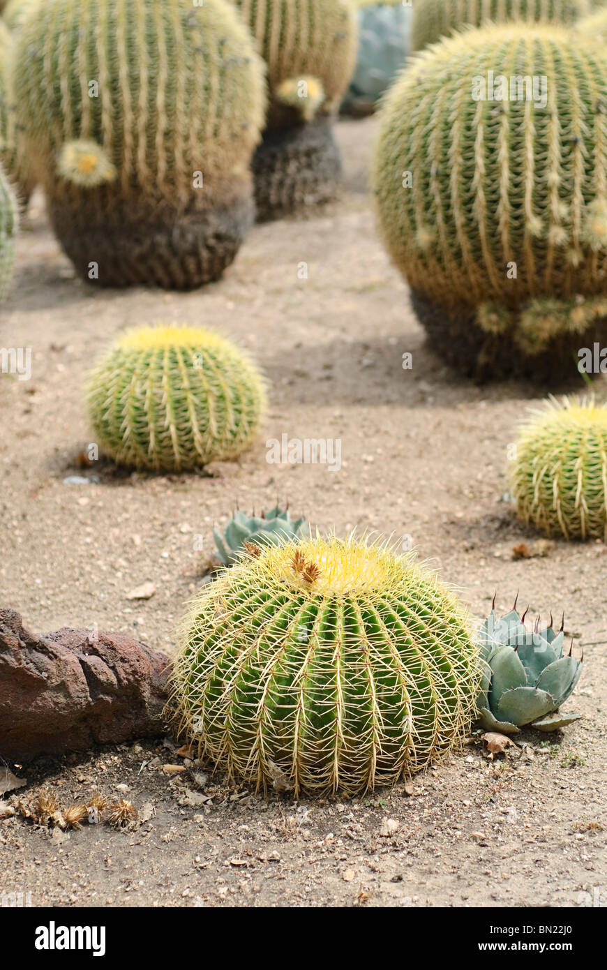 Echinocactus grusonii or Golden Barrel cactus is a well known species native to central Mexico. Stock Photo