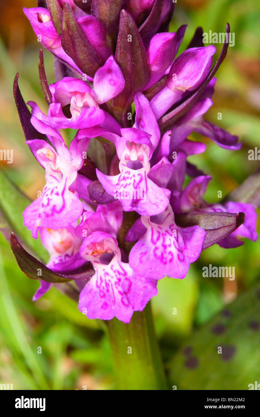 Western Marsh Orchid, Dactylorhiza majalis. Flower close-up Stock Photo