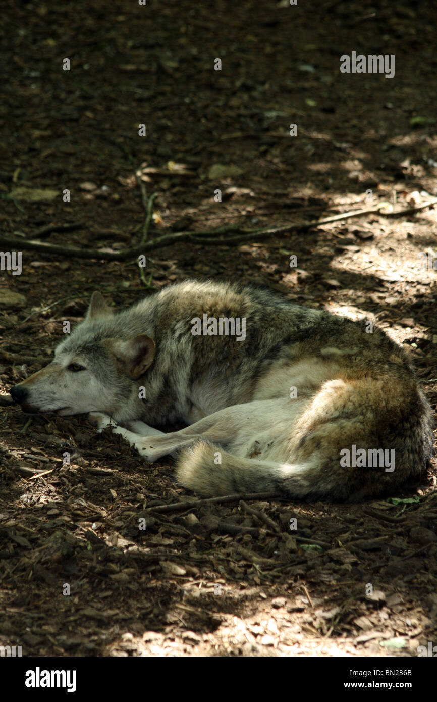 Canadian Timber Wolf resting in the shade Stock Photo