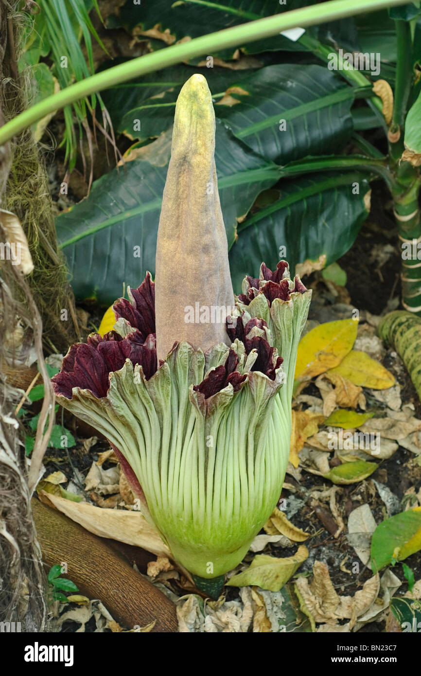 The Amorphophallus titanum or Corpse flower in bloom at the Huntington Library and Botanical Garden. Stock Photo