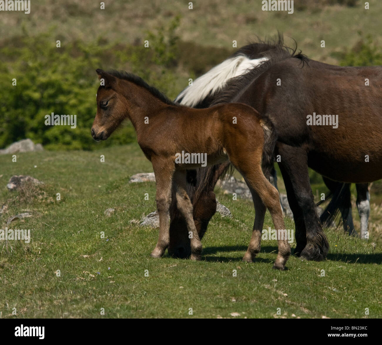 Dartmoor foal standing next to it's father. Stock Photo