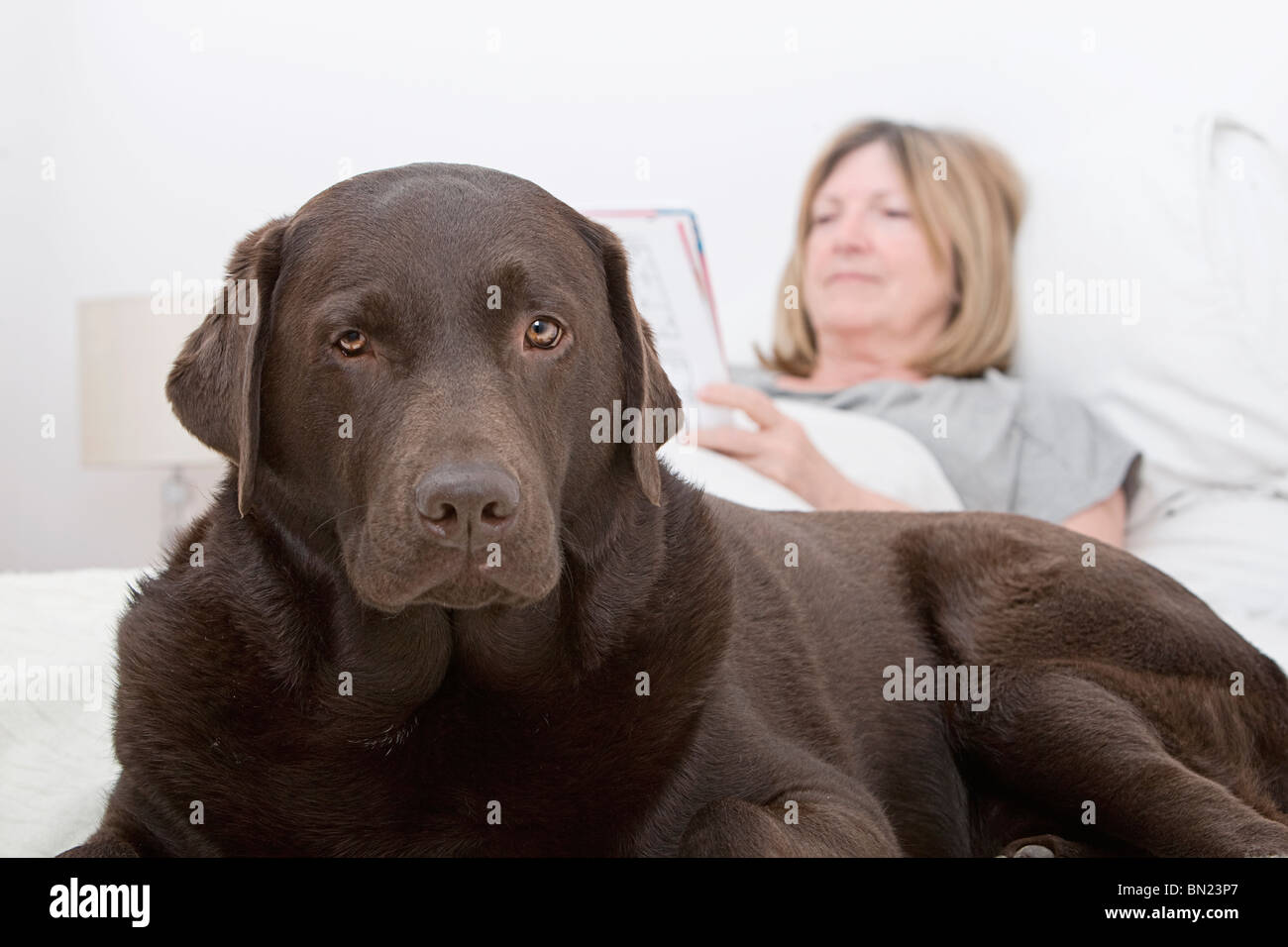 Lady playing with dog hi-res stock photography and images - Alamy