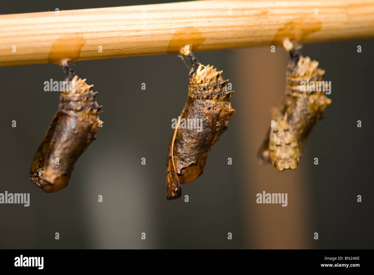 Golders Hill Park , butterfly pupa or pupae in dormant stage , possibly