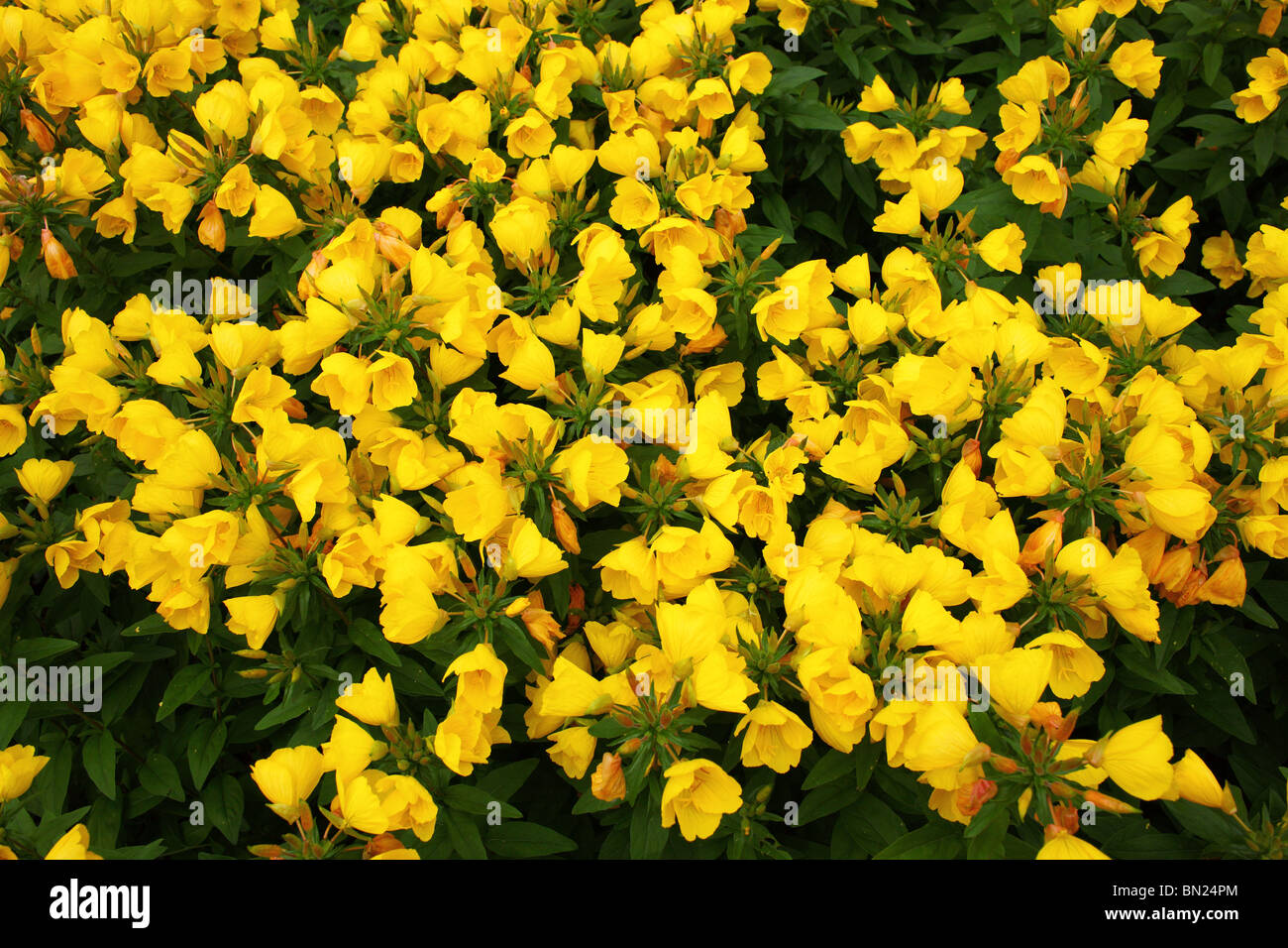 Evening Primrose yellow flowers Oenothera biennis Stock Photo