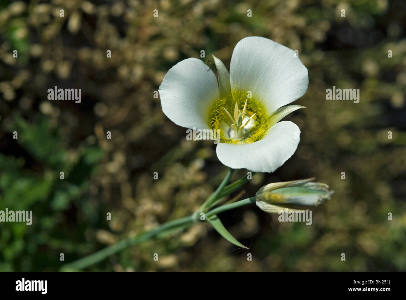 Sego lily, mariposa lily blooms in early summer on the foothills and Montaine region of the Rocky Mountains in Colorado Stock Photo