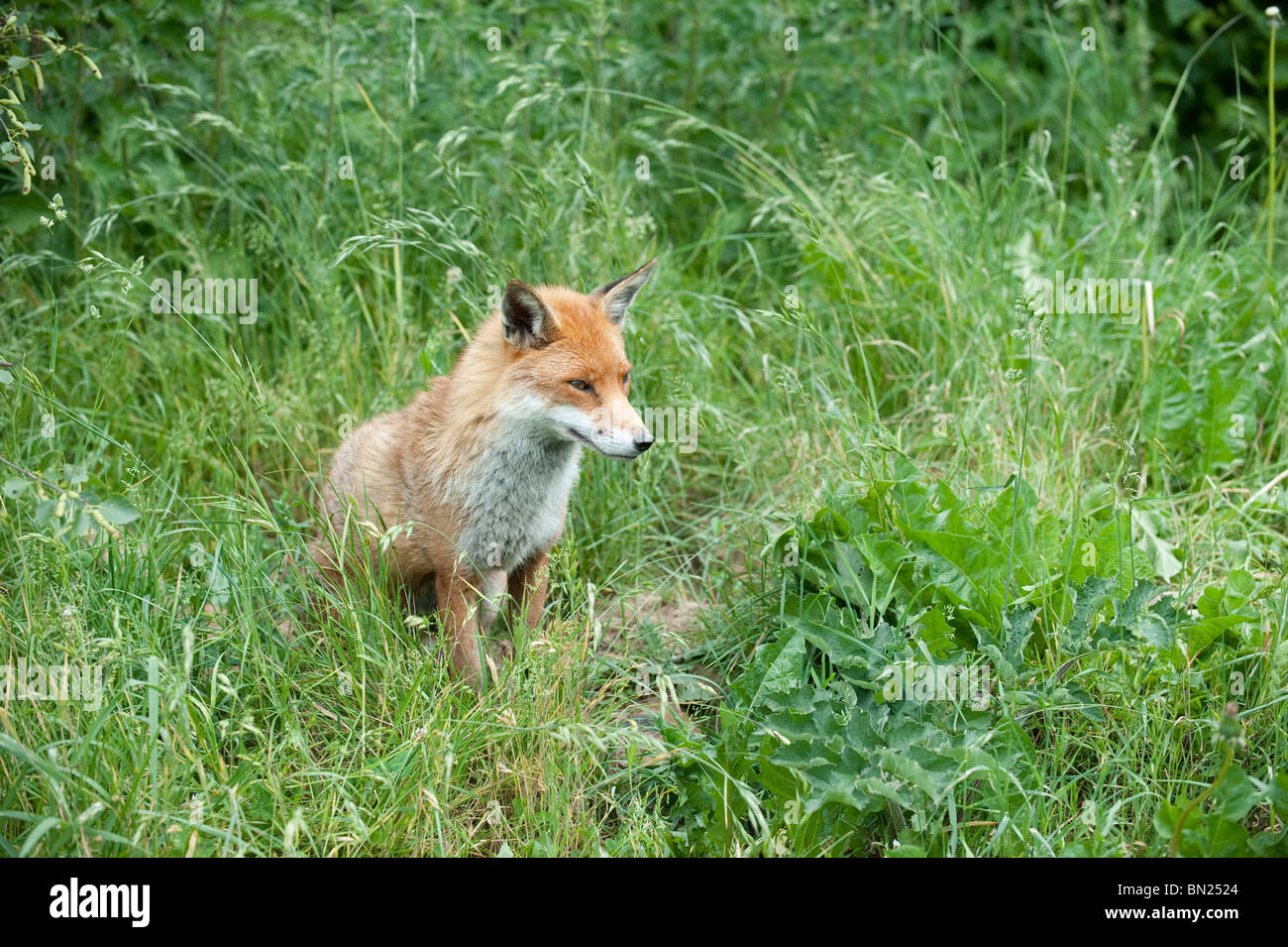 Red Fox at the British Wildlife Centre Stock Photo