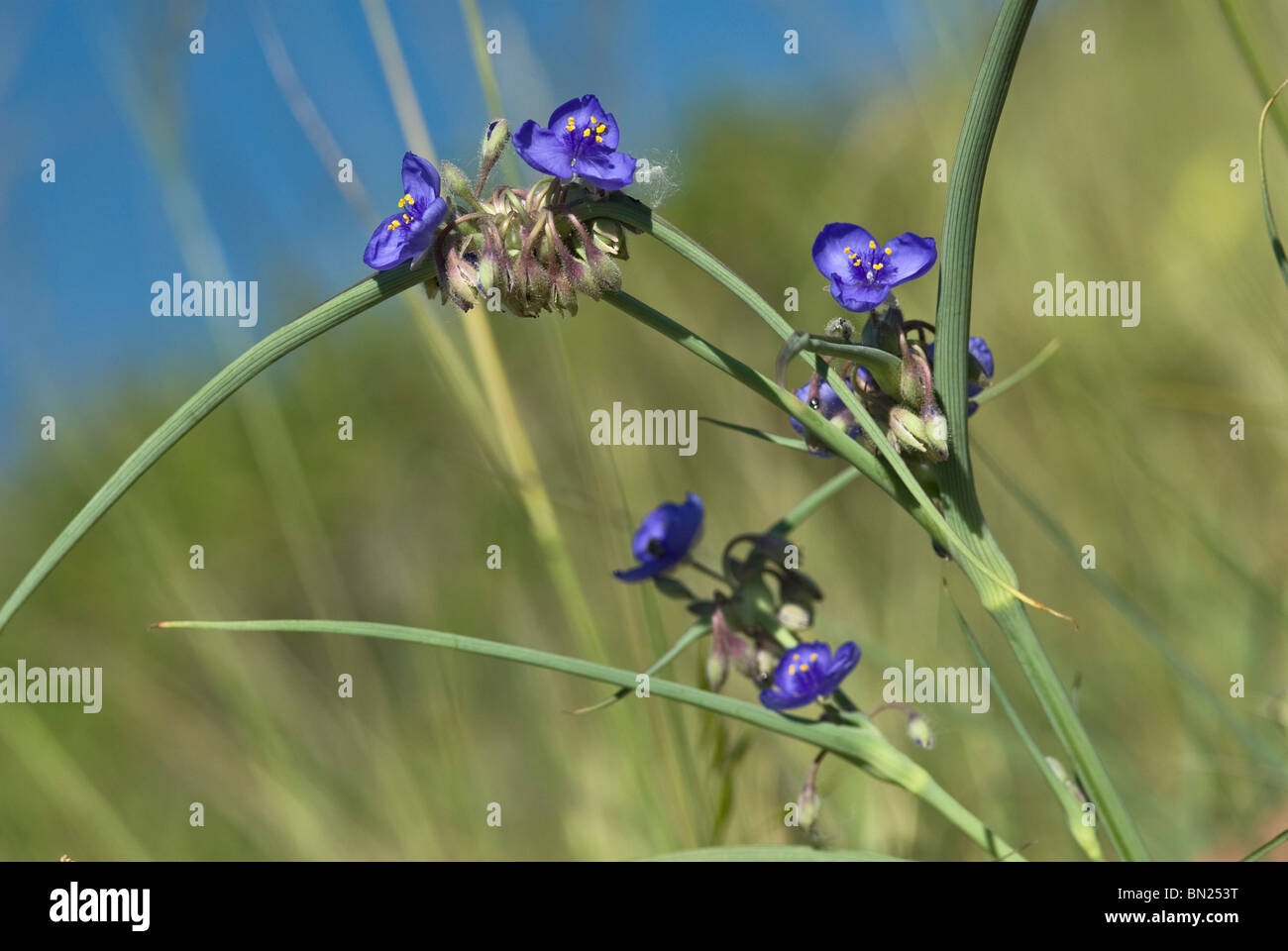 the bright blue western/prairie spiderwort grows on the dry areas of the foothills of the Rocky Mountains Stock Photo