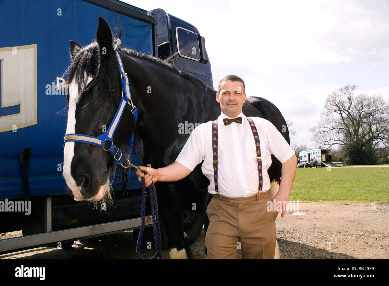 Young 's Brewery horseman preparing Shire Dray Horse for Traditional  Agricultural and Horse Show Stock Photo