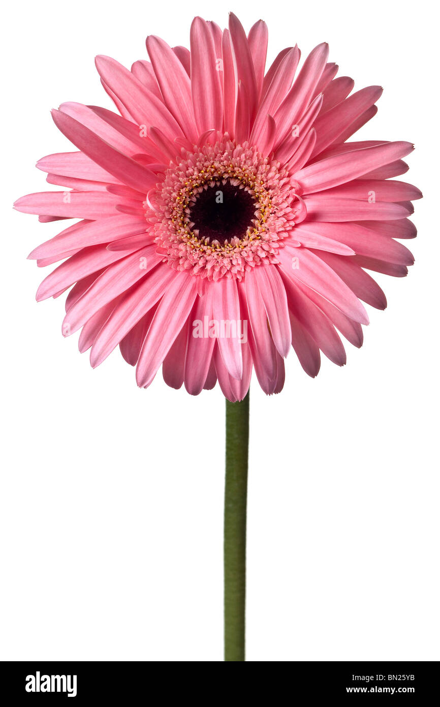 pink daisy isolated on a pure white background Stock Photo - Alamy