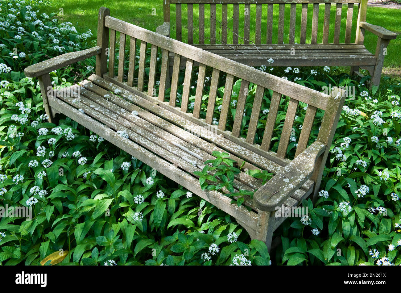 Two old garden benches overgrown by wild garlic in a country garden, UK