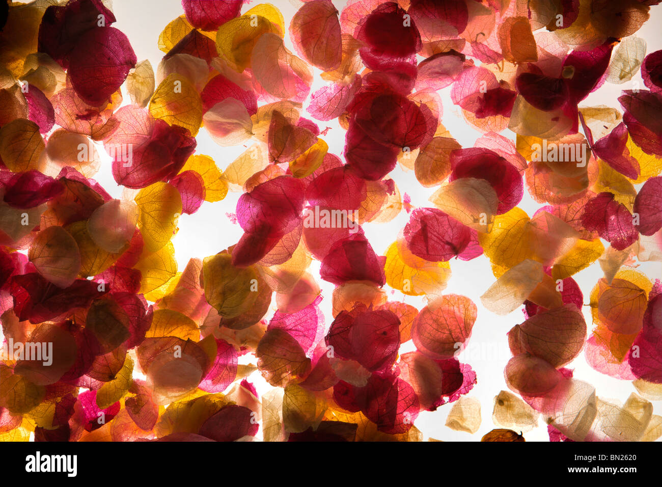background image of rose petals wedding confetti taken from above