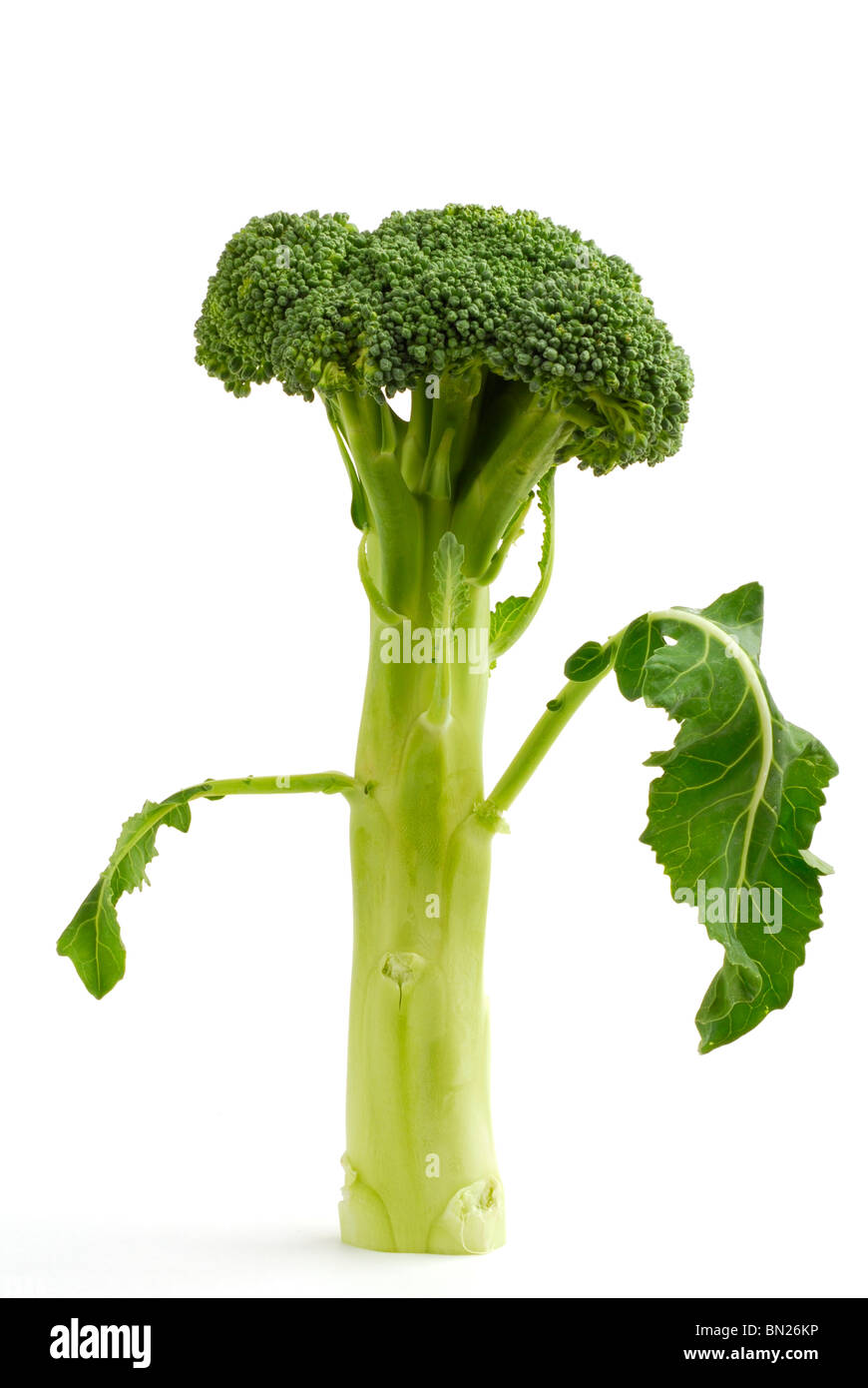 Broccoli studio isolated on white background Stock Photo