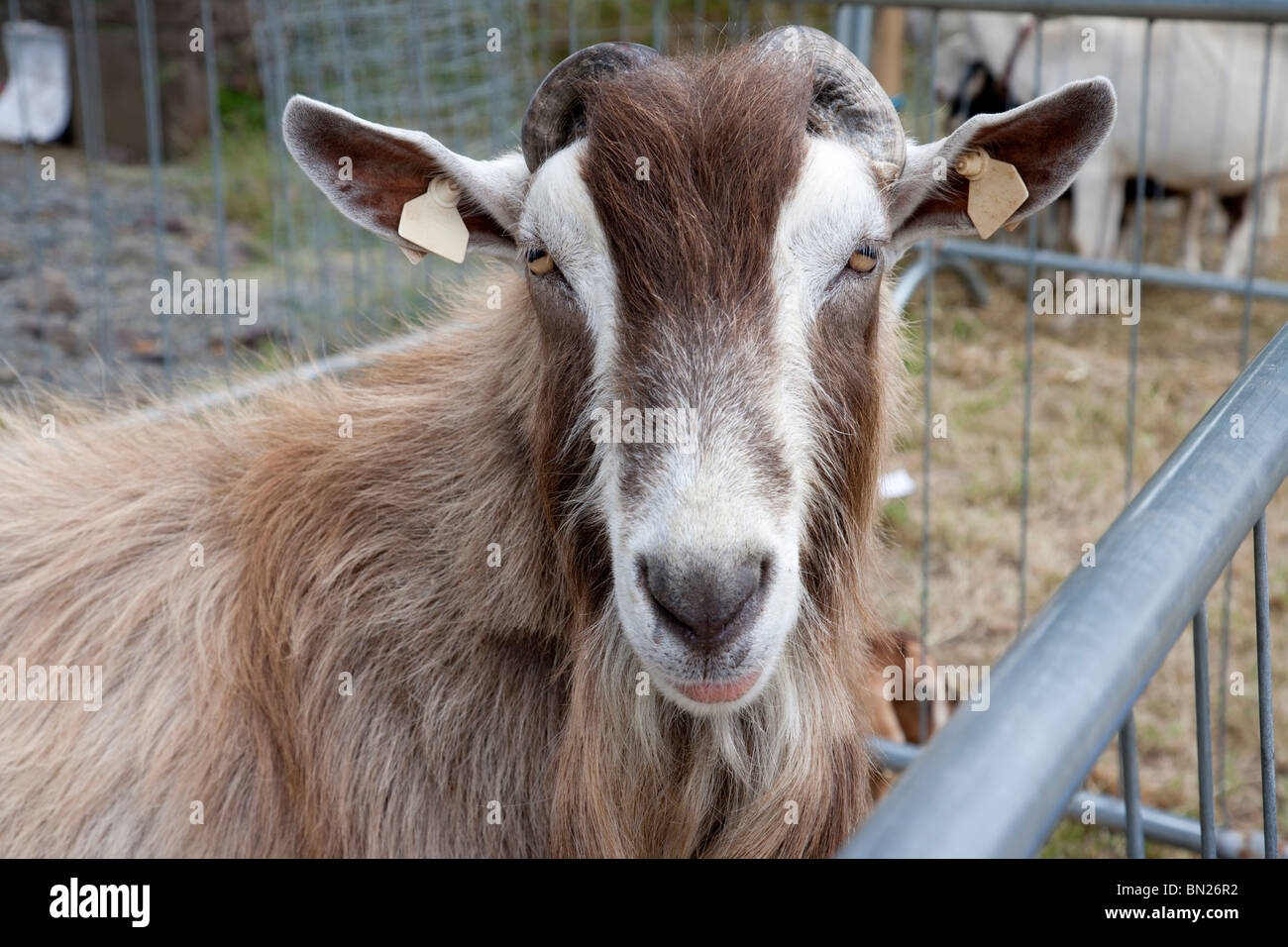 Billy goat in pets corner agricultural show Limerick Ireland Stock Photo