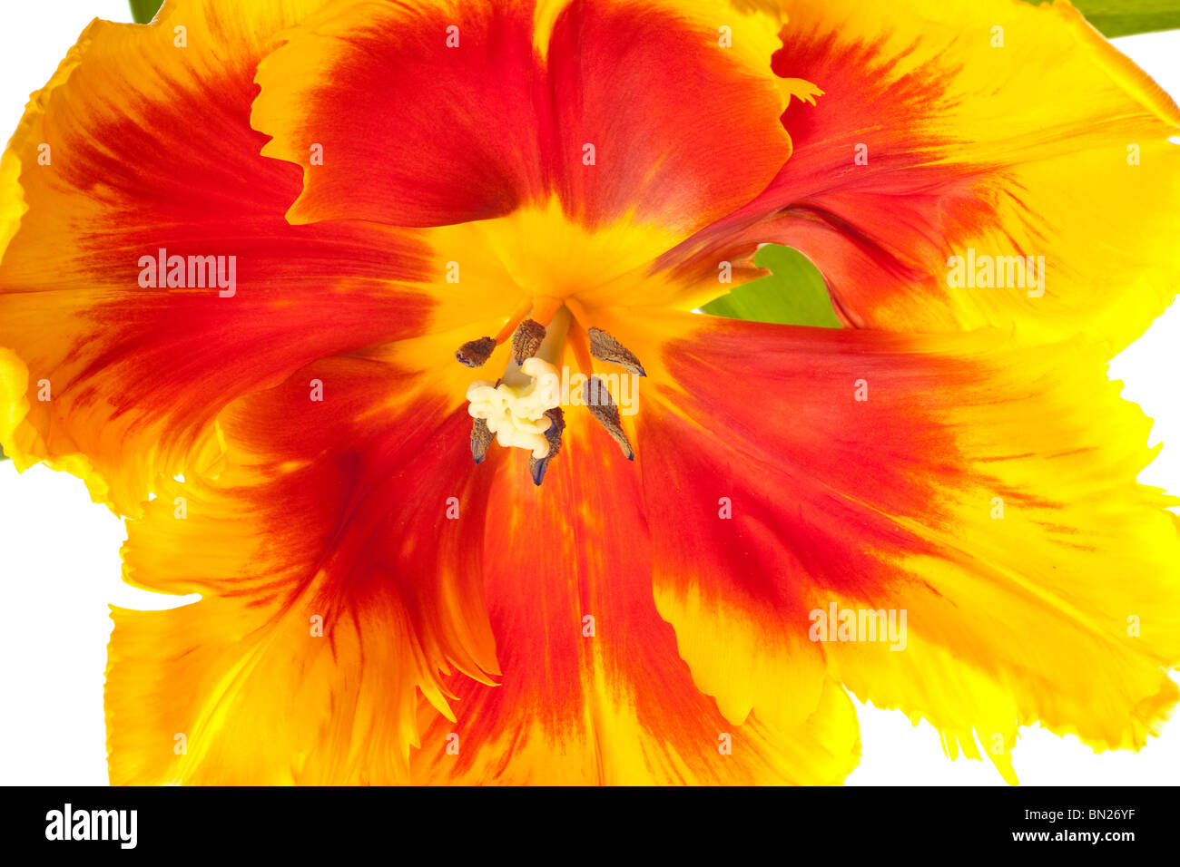 spring tulips flower isolated on white background Stock Photo - Alamy