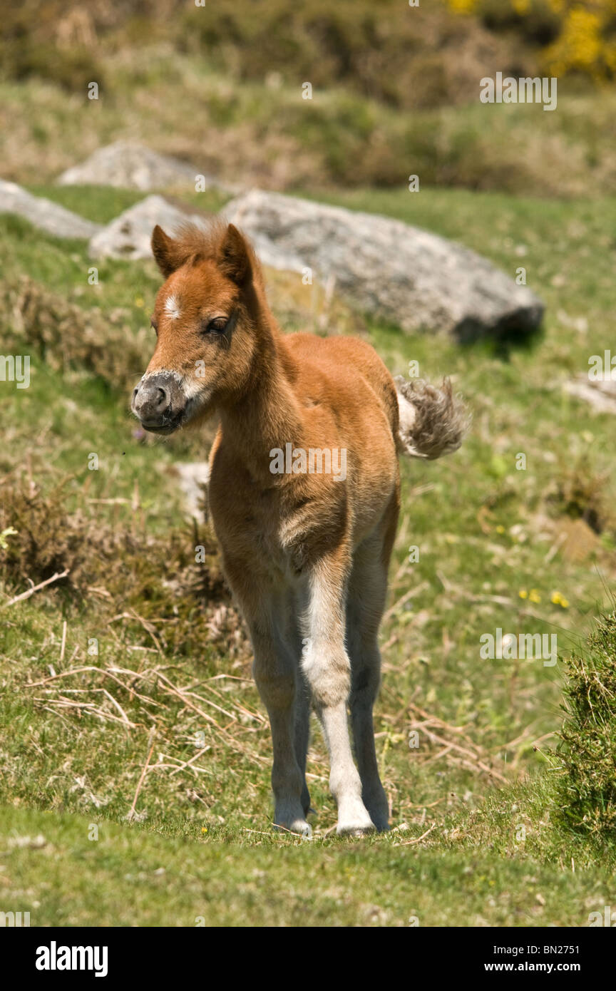 Dartmoor foal following the herd. Stock Photo