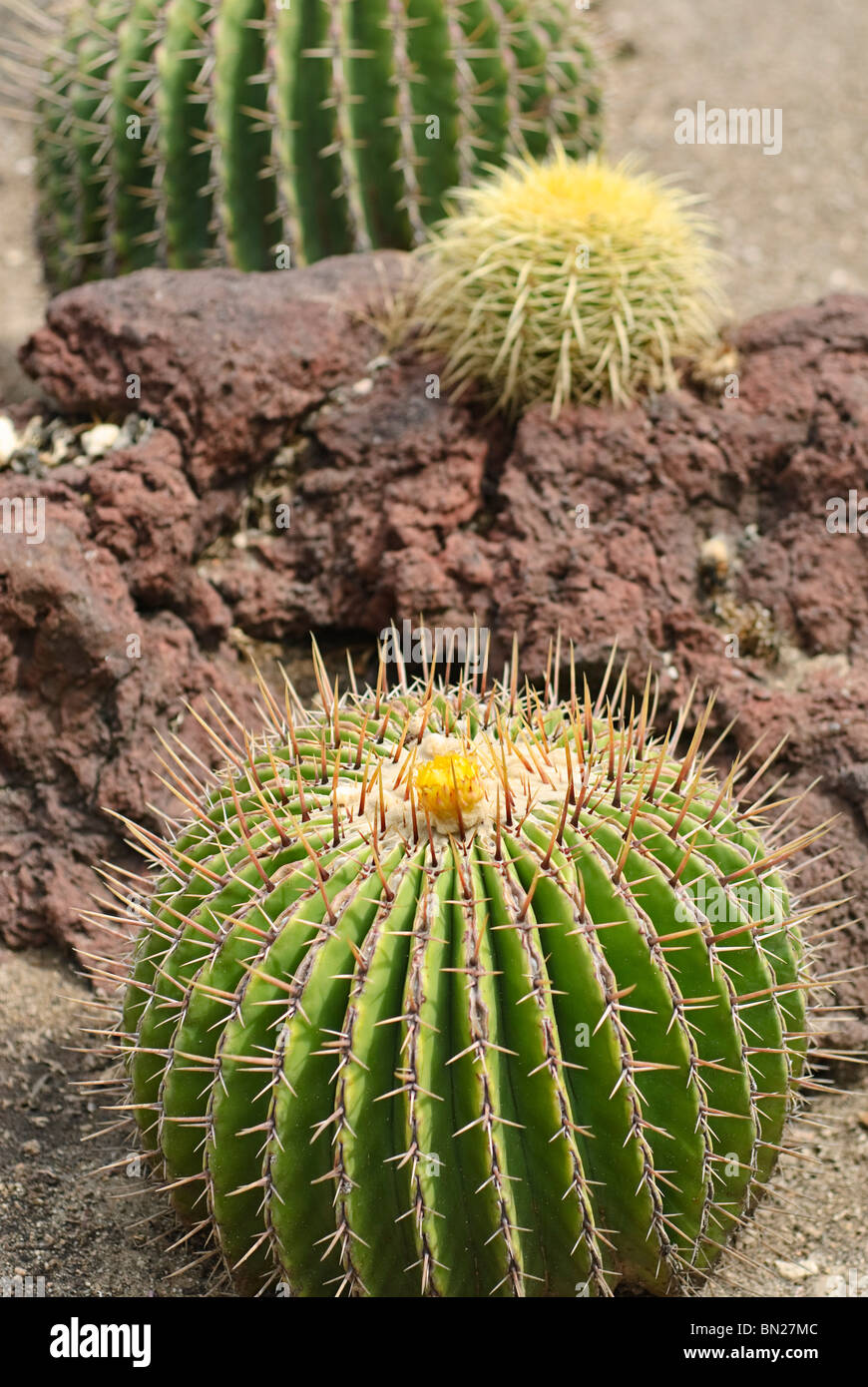 Echinocactus ingens, or Visnaga cactus is a large barrel cactus. Stock Photo