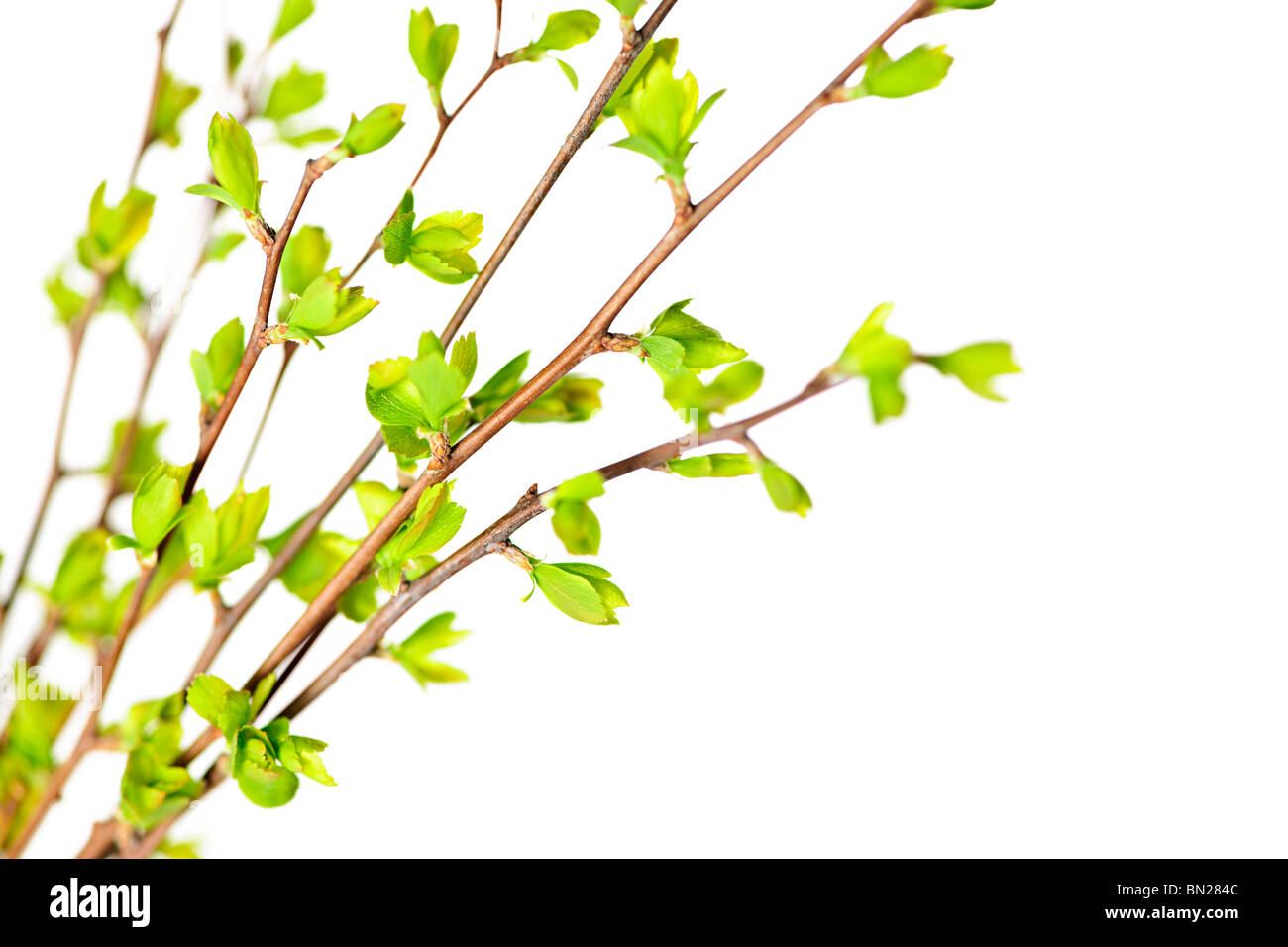 Branches with young green spring leaves budding isolated on white Stock ...