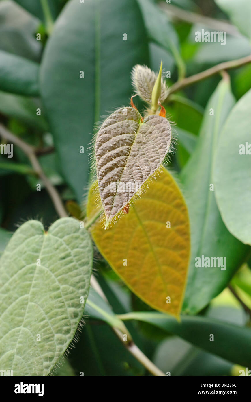 Ficus villosa, of the Fig family is a creeping vine that has stiff hairs on it's leaves to prevent animals from eating it. Stock Photo