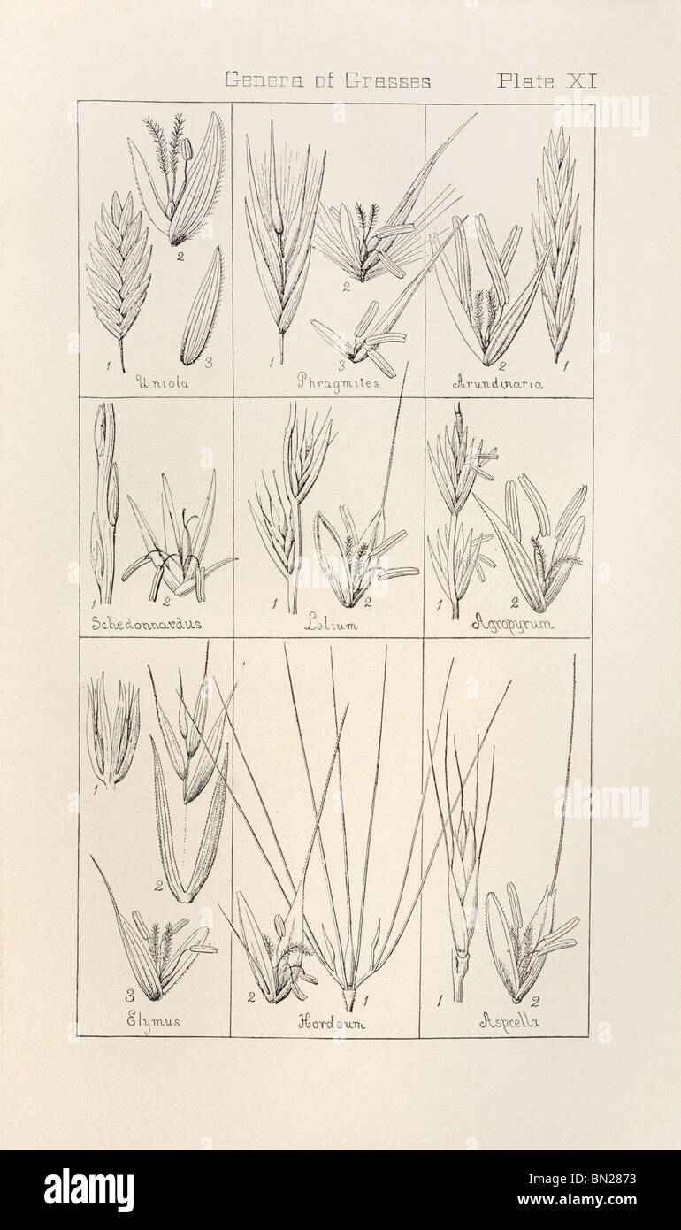Botanical print from Manual of Botany of the Northern United States, Asa Gray, 1889. Plate XI, Genera of Grasses. Stock Photo