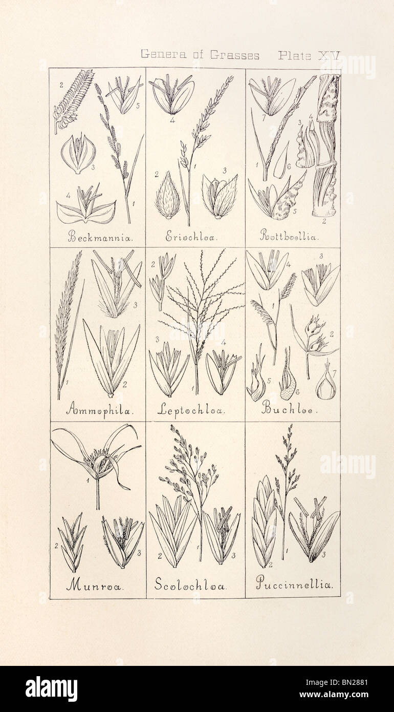 Botanical print from Manual of Botany of the Northern United States, Asa Gray, 1889. Plate XV, Genera of Grasses. Stock Photo