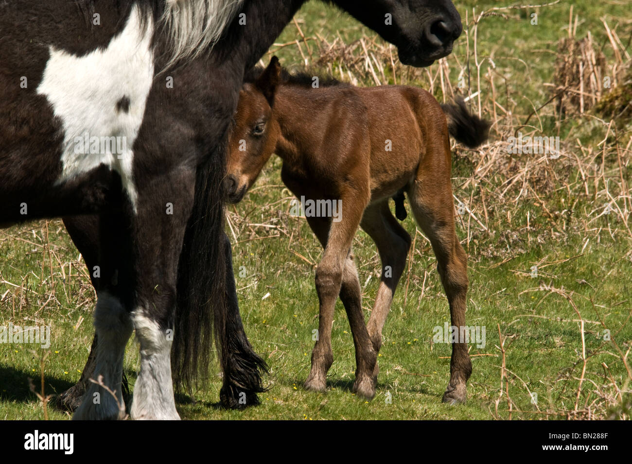Extremely young Dartmoor foal sticking close to mum Stock Photo